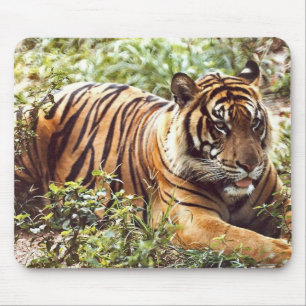Mousepad plataforma de rato da selva selvagem do tigre-suma