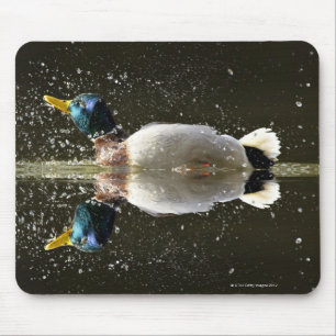 Mousepad (Platyrhyncus dos Anas), agitando fora da água em