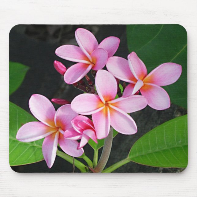 Mousepad Plumeria no yacht club do fim amargo de Gorda do (Frente)
