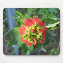 Mousepad Poinsettia selvagem