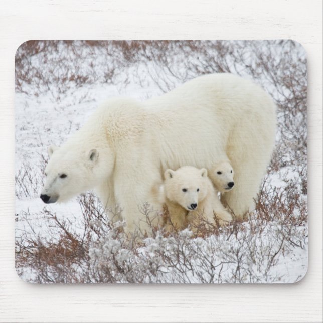 Mousepad Polar Bears fêmea e dois filhotes (Frente)