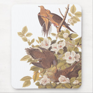 Mousepad Pomba da tartaruga do Carolina de Audubon