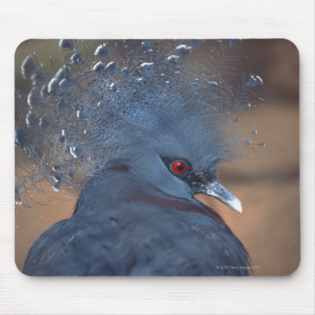 Mousepad pombo-coroado (Frente)