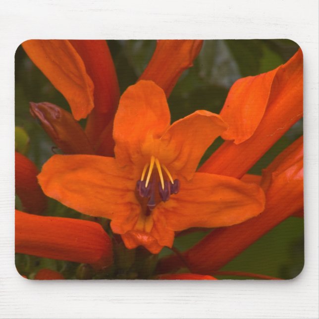 Mousepad Pomegranato Blooms (Frente)