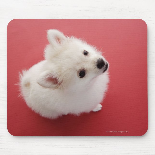 Mousepad Pomerânia no tapete vermelho (Frente)