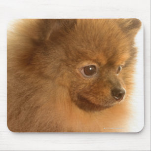 Mousepad Pomeranian
