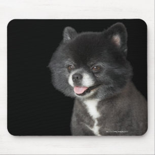 Mousepad Pomeranian preto que olha à esquerda