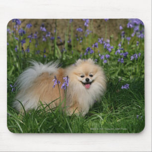 Mousepad Pomeranian que está de vista a câmera