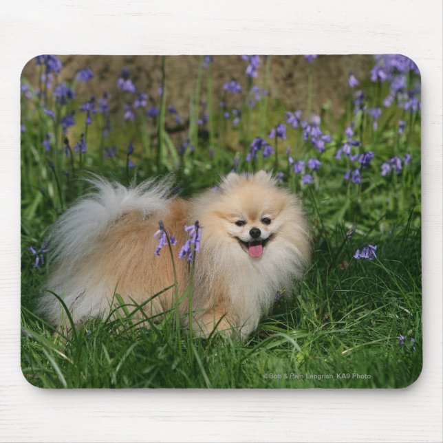 Mousepad Pomeranian que está de vista a câmera (Frente)