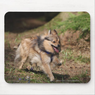 Mousepad Pomeranian que funciona com chicote de fios sobre