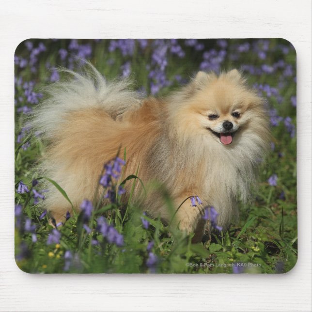 Mousepad Pomeranian que olha a câmera nos Bluebells (Frente)