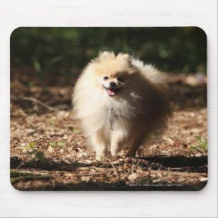 Mousepad Pomeranian que trota nas folhas caídas