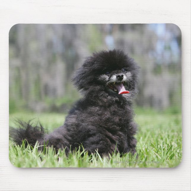 Mousepad Pomeranian superior preto (Frente)