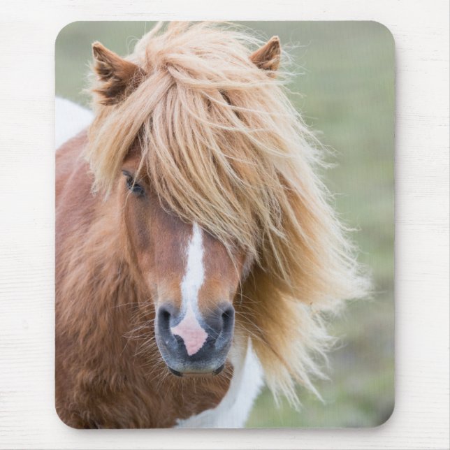 Mousepad Pône Shetland na Ilha de Unst (Frente)