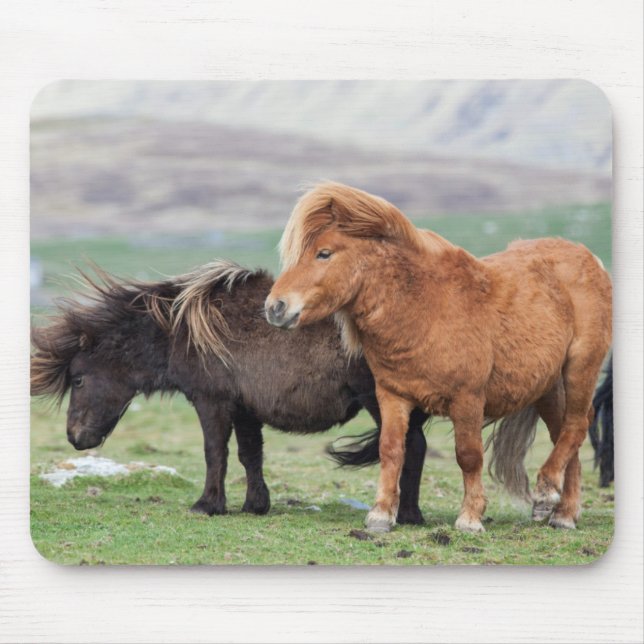 Mousepad Pônei Shetland, Ilhas Shetland, Escócia 2 (Frente)