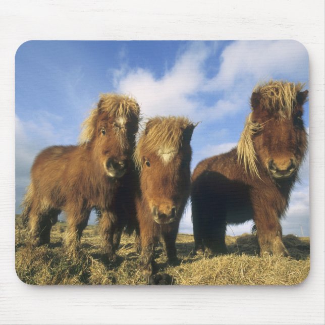 Mousepad Pônei Shetland, parte continental das Ilhas Shetla (Frente)