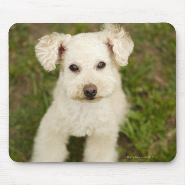 Mousepad Poodle (branco) (Frente)