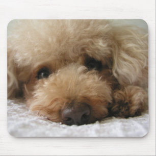 Mousepad Poodle de Cabeça Vermelha