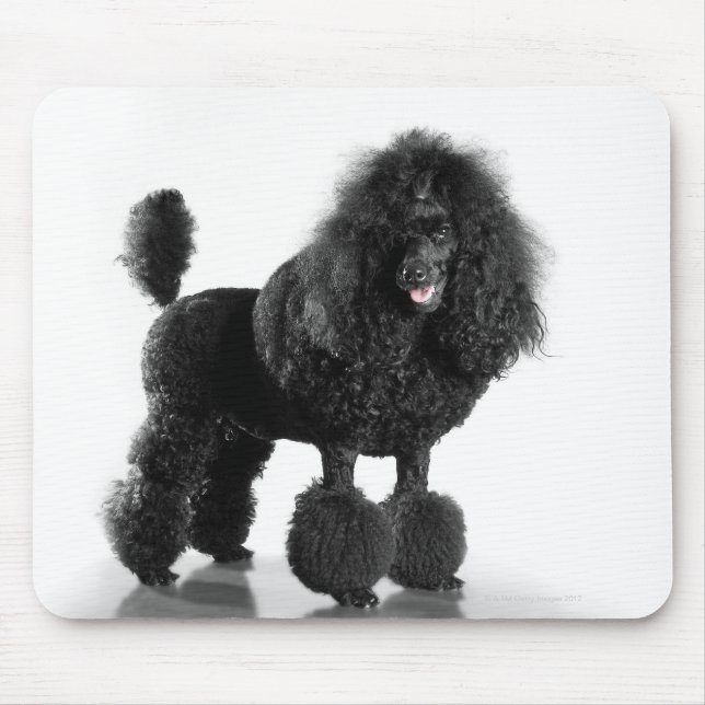 Mousepad Poodle preto esmagado (Frente)