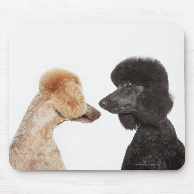 Mousepad Poodles examinando um ao outro (Frente)