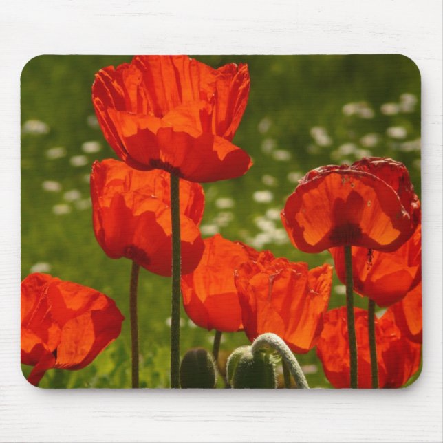Mousepad Poppies Brilhantes Fechar Foto (Frente)