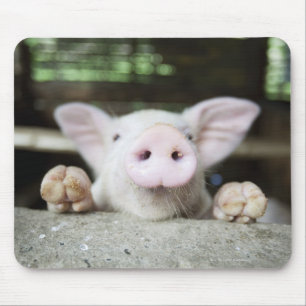Mousepad Porco do bebê na caneta, leitão