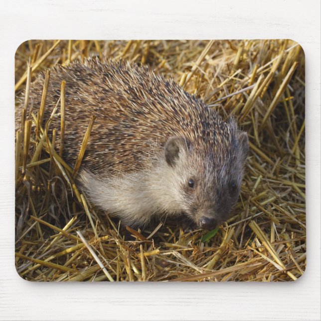 Mousepad Porco Doce Em Campo De Stubble (Frente)
