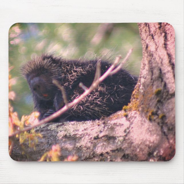 Mousepad Porcupine Natureza Animal Selvagem (Frente)