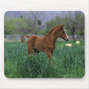 Mousepad Posição árabe do potro