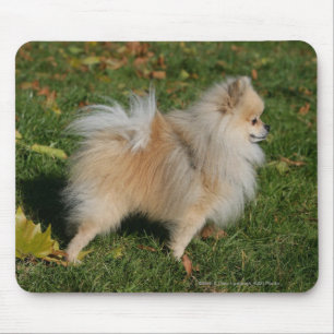 Mousepad Posição de Pomeranian