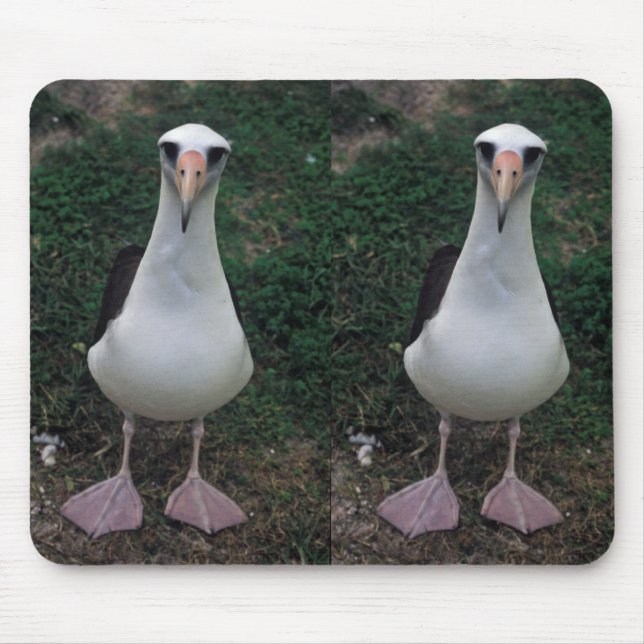 Mousepad Posição do albatroz de Laysan (Frente)