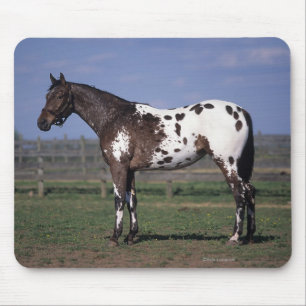 Mousepad Posição do cavalo do Appaloosa