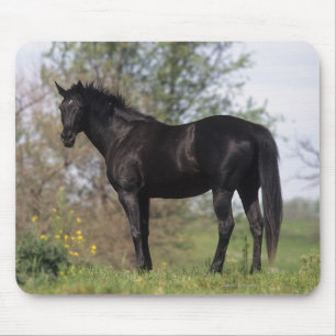 Mousepad Posição do cavalo do puro-sangue