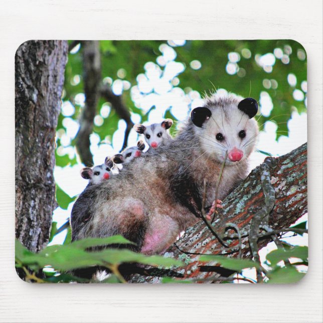 Mousepad Possum, mamãe e bebês (Frente)