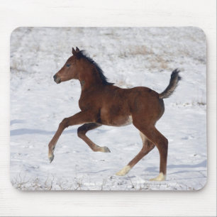 Mousepad Potro árabe na neve