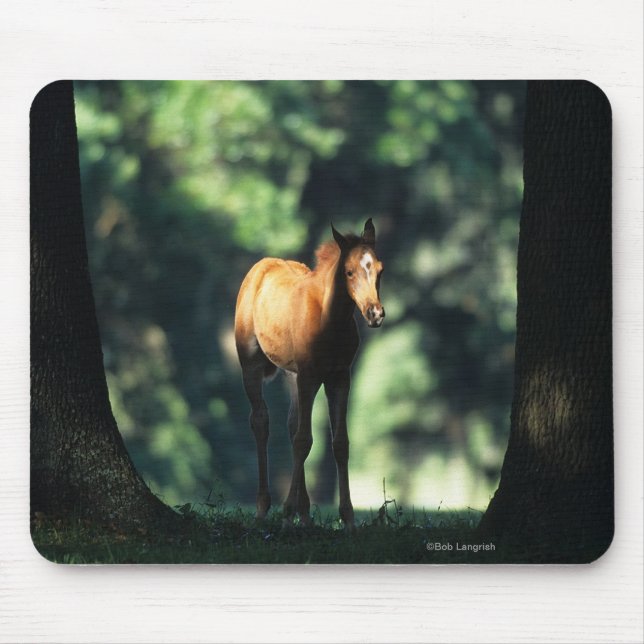 Mousepad Potro árabe nas árvores (Frente)