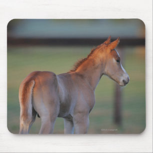 Mousepad Potro de um quarto do cavalo