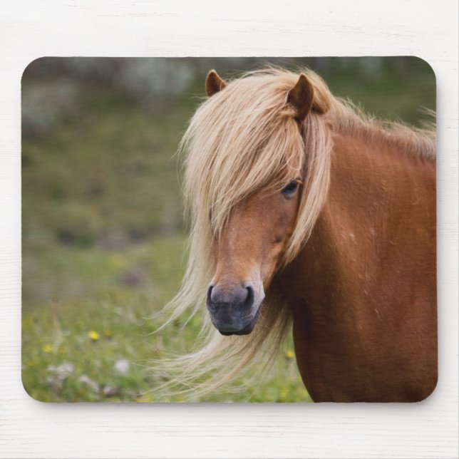 Mousepad Potro islandês (Frente)