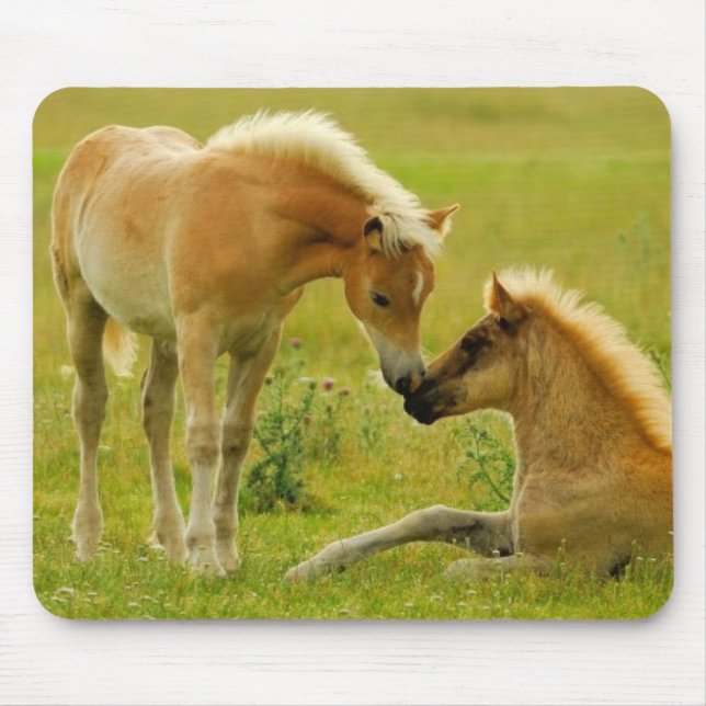 Mousepad Potros do cavalo (Frente)