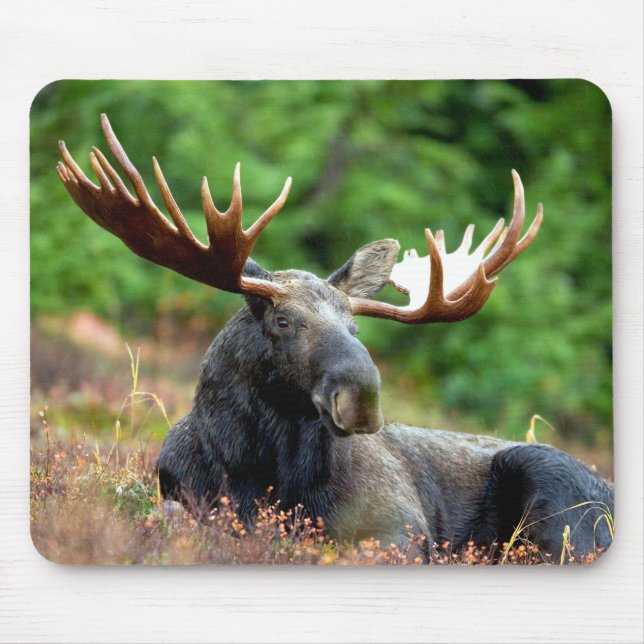 Mousepad Prado majestoso dos alces (Frente)