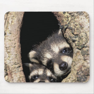 Mousepad Pratos-bebê na cavidade da árvore