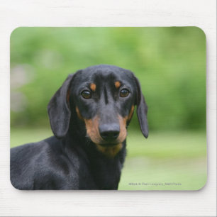 Mousepad Preto e Dachshund 1 de Tan Miniture