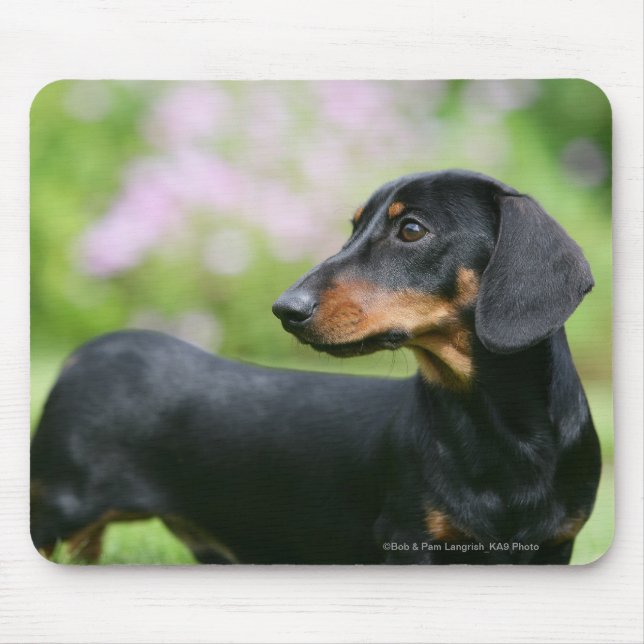 Mousepad Preto e Dachshund 2 de Tan Miniture (Frente)