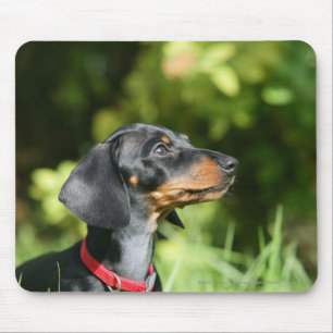 Mousepad Preto e Dachshund 3 de Tan Miniture