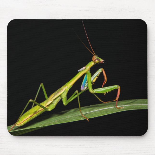 Mousepad Preying mantis, Odzala, Parque Nacional de Kokoua (Frente)