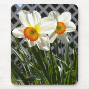Mousepad Primavera Daffodils