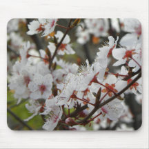 Primavera em Canberra