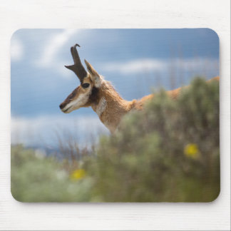 Mousepad Prong Horn Antelope