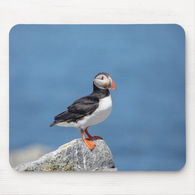 Mousepad Puffin Atlântico em Machias, Maine (Frente)
