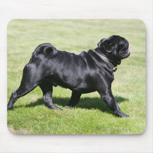 Mousepad Pug preto que arfa ao andar (Frente)